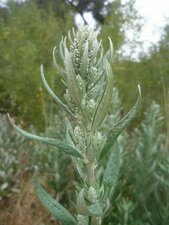 Artemisia douglasiana Bud